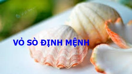 Vỏ Sò Định Mệnh