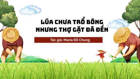 Lúa Chưa Trổ Bông Nhưng Thợ Gặt Đã Đến